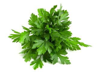 Fresh green parsley collected in a bunch isolated on white background.