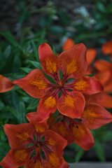 orange tiger lily