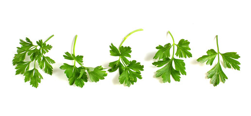 Parsley branches lie isolated on white background.