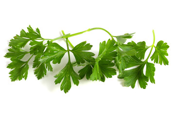 Parsley leaves on a white background. Ingredient seasoning for dishes.