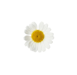 One beautiful chamomile flower on white background