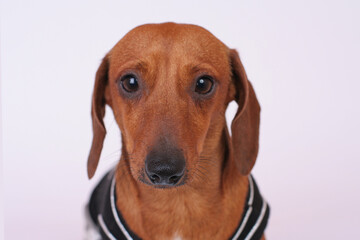 Portrait of a sad dachshund on a white background.