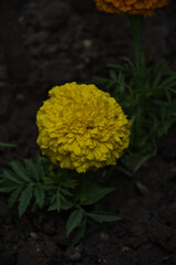 yellow flower in the garden