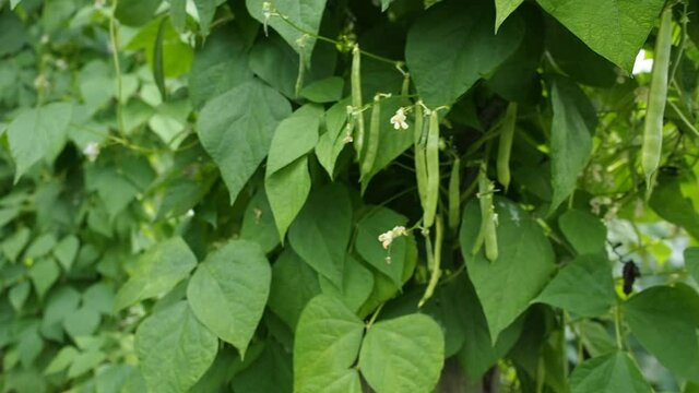 Green kidney bean growing on farm in HD VIDEO. Bush with bunch of pods of haricot plant (Phaseolus vulgaris) ripening in homemade garden. Organic farming, healthy food, BIO viands, back to nature.