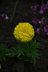 yellow flower in the garden