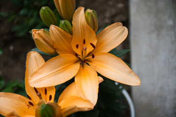 yellow lily flower