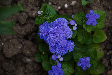 flowers in the park