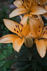 orange lily flower