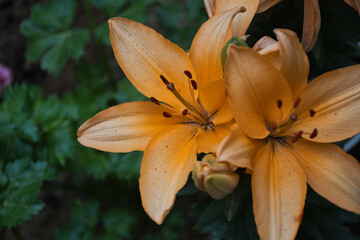 orange tiger lily