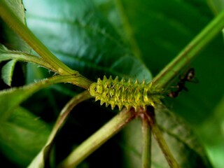 inseto lagarta - rekoa sp.