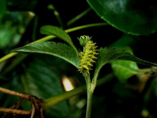 inseto lagarta - rekoa sp.