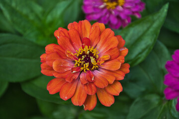 orange dahlia flower