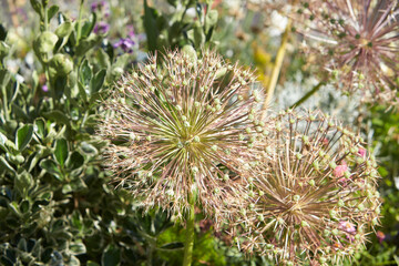 Echinops Bannaticus Also Known As Blue Globe Thistle.