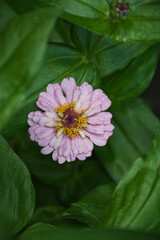 close up of pink flower