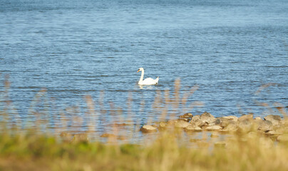 White Swan on blue lake.
