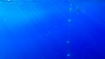 beautiful background of the blue deep sea through which the sun's rays make their way from above, illuminating the fish.