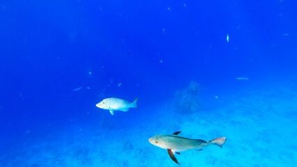 predatory tropical fish swim against the background of the blue sea, through the surface of which the sun's rays pass and illuminate these fish.