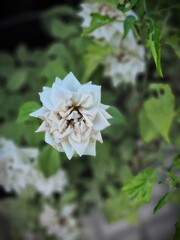 tree blossom