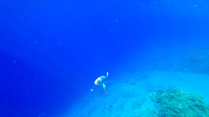against the background of the seabed, tropical fish can be seen swimming near the corals.