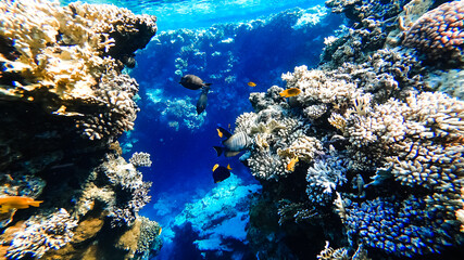 Naklejka premium amazingly beautiful view at the bottom of the Red Sea with corals, near which tropical fish float from the surface, illuminated by the sun.