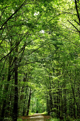 way in a forest through trees in light and shadow
