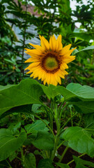 Sunflower blooming in green garden