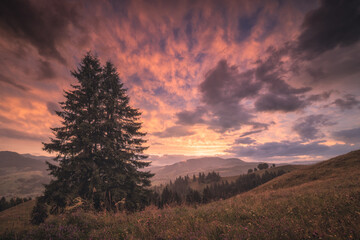 Amazing sunset with red clouds in a sky and fir tree