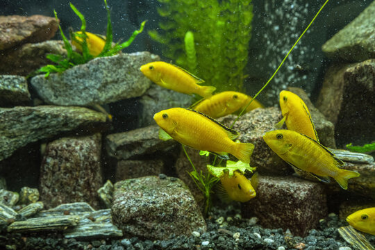 Electric yellow cichlid
