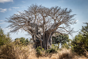 tree in the middle of the Savanah 