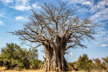tree in the middle of the Savanah  - obrazy, fototapety, plakaty