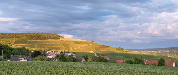 Obraz premium vineyards in marne valley south of reims in french region champagne ardenne