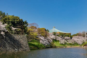 皇居の桜と日本武道館