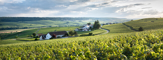 vineyards in marne valley south of reims in french region champagne ardenne - 449539834