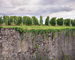 vineyards and old concrete wall in marne valley south of reims in french region champagne ardenne