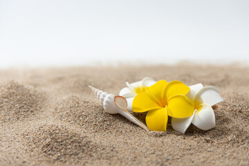 砂浜とプルメリアの花