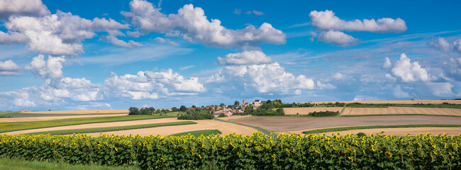 sunflower in french countryside south of reims under blue sky in summer