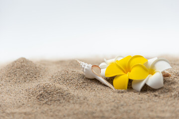 砂浜とプルメリアの花