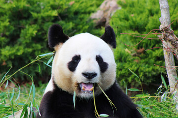 Naklejka premium Panda géant