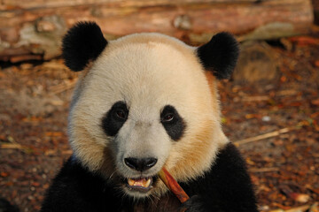 Obraz premium Panda géant