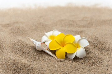 砂浜とプルメリアの花