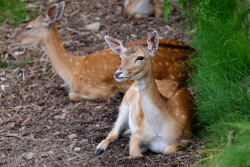 European fallow deer doe, Dama dama