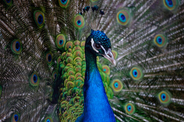 Fototapeta na wymiar Indian peafowl, peacock with feathers out