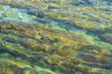 Fototapeta na wymiar Poissons en mer. Islas Cies. Eau transparente et crystalline 