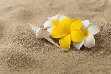 砂浜とプルメリアの花