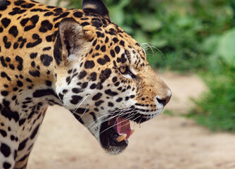 Jaguar with mouth open, Panthera onca