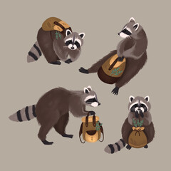 A set collection of racoons with backpack isolated on grey background 