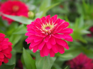 花壇に咲く真っ赤な百日草