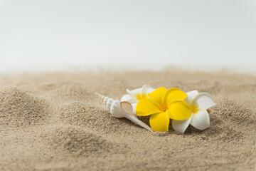砂浜とプルメリアの花