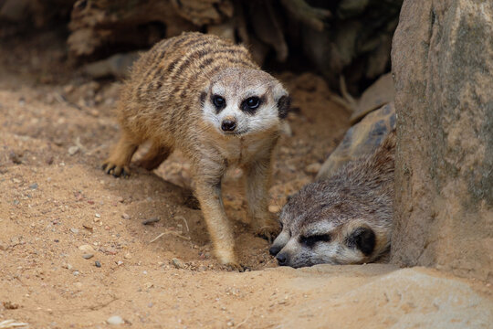 meerkats in a pack, Suricata suricatta