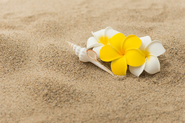 砂浜とプルメリアの花